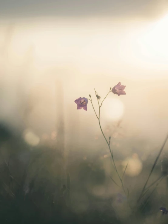 two plants and flowers standing together in the fog