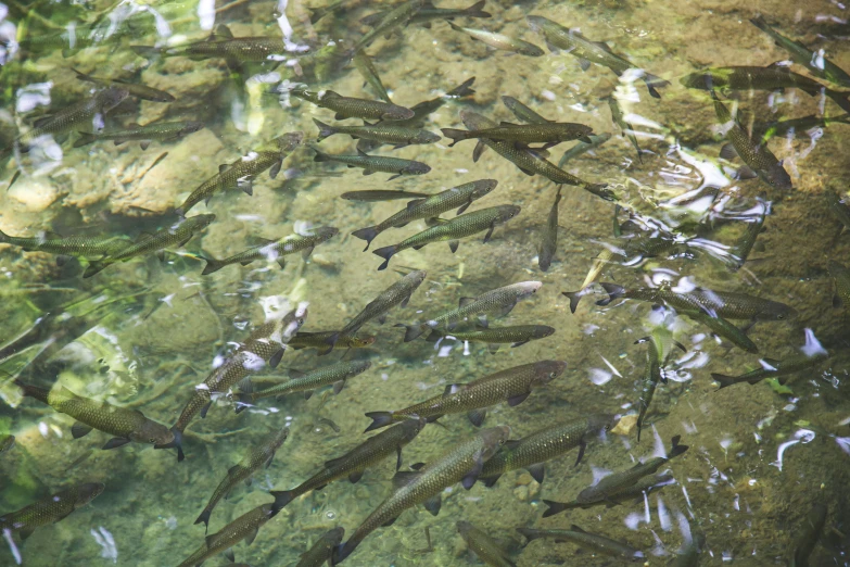 several small fish swimming on the water