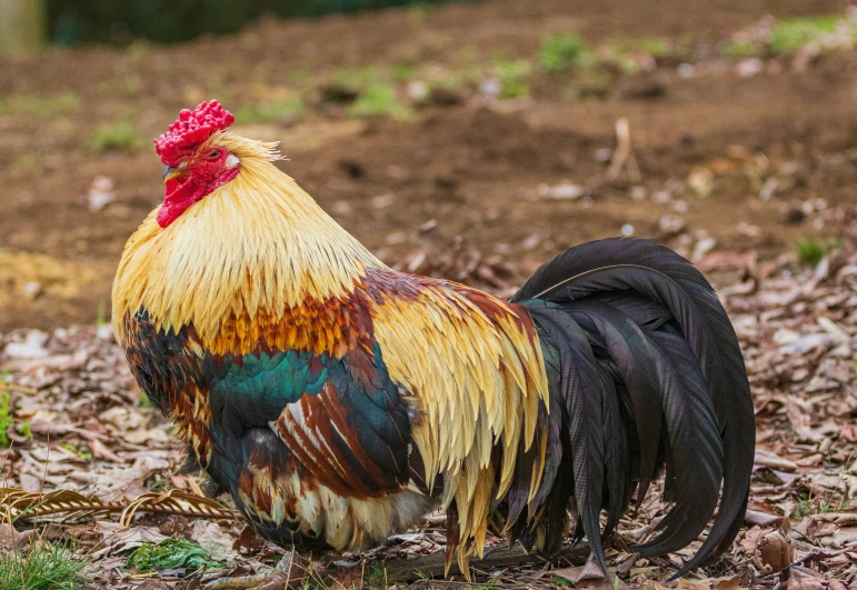 a colorful rooster walking through a forest