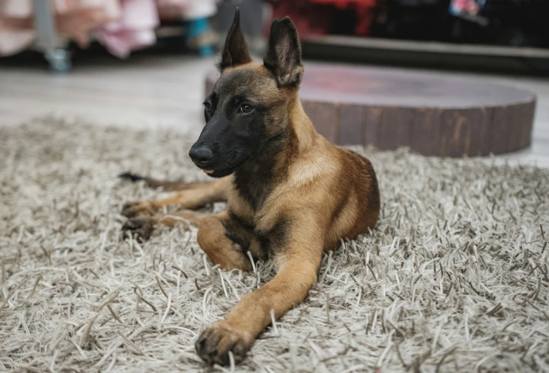 the german shepherd puppy is laying down on the carpet