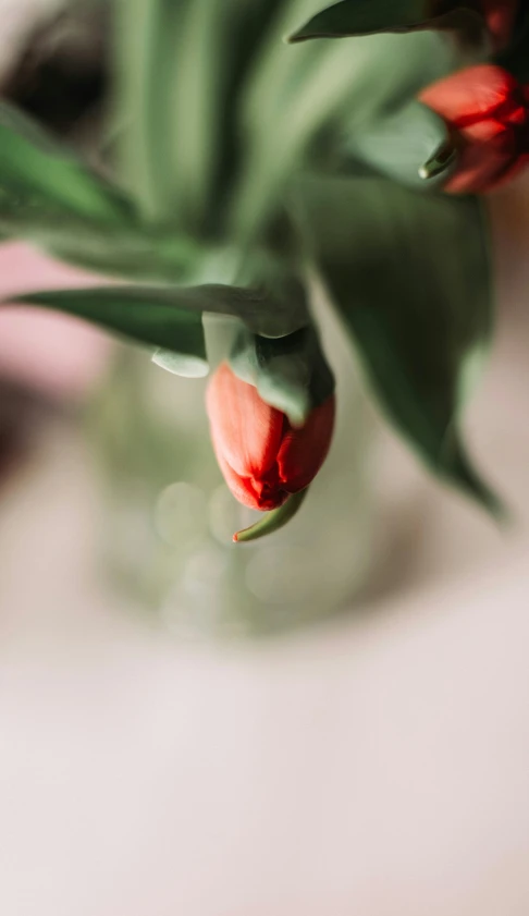 small red tulip in a vase sitting on a table