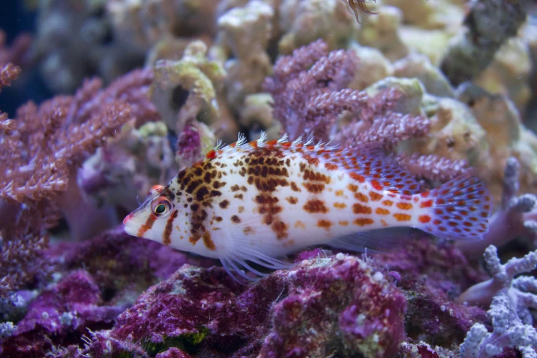 a close up of a fish on a coral with other reef animals