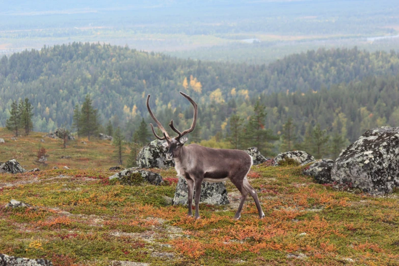 there is a deer standing on a mountain top