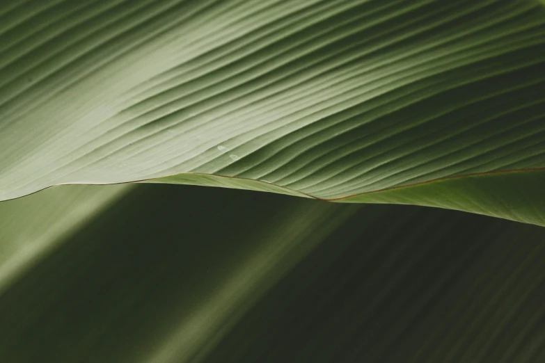 a big green leaf with rippled lines on it