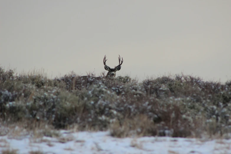 a small animal standing in a snow covered field