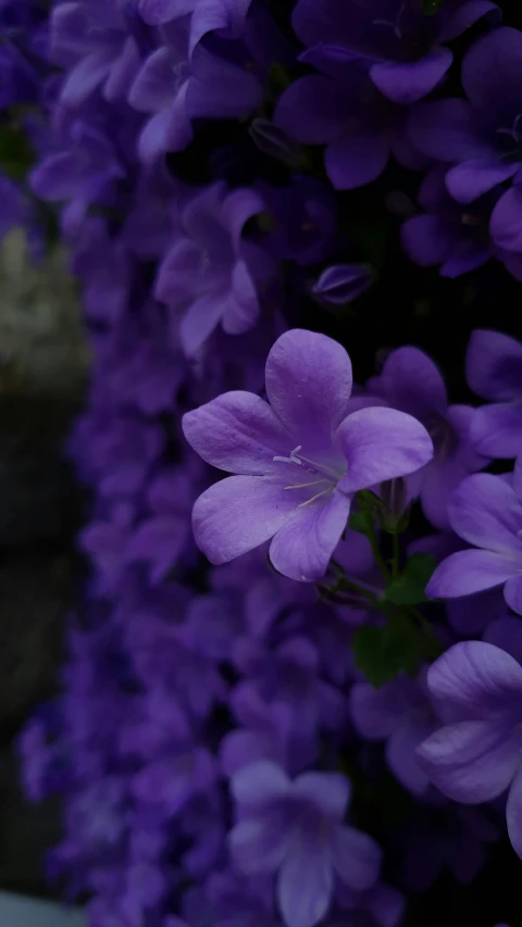 flowers are blooming all around this purple flower