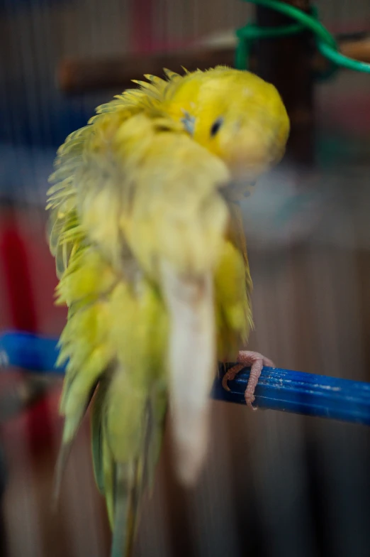 a bright yellow parakeet with blue beak sitting on a perch