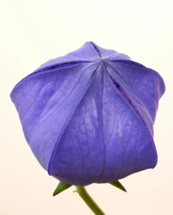 an image of purple flower on a stem