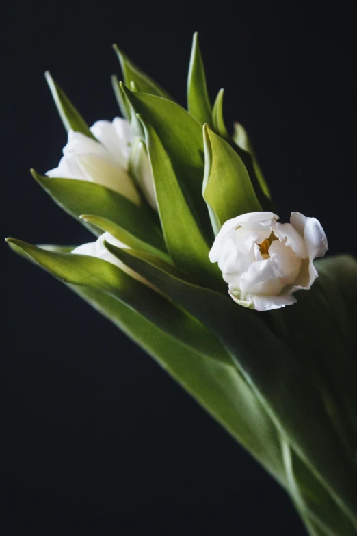 a flower that is white with green leaves