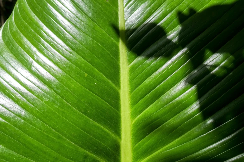 the underside of a green leaf with leaves still