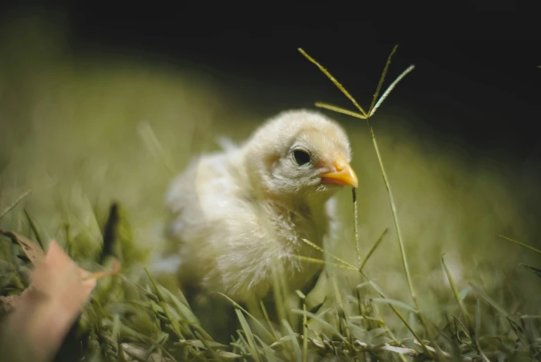 a small, yellow chick walking through the grass