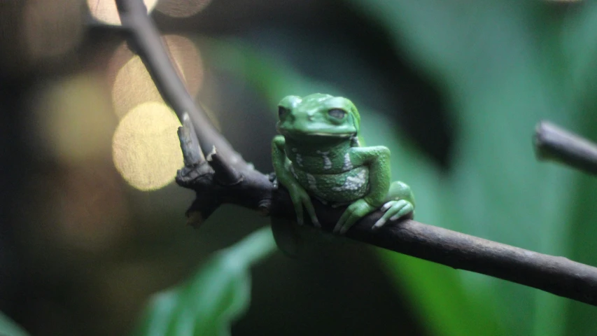 there is a small green frog sitting on a nch