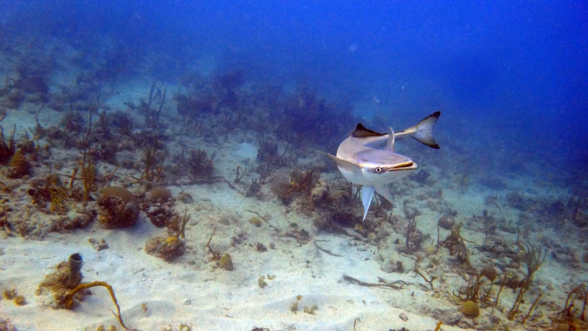 a black tip shark swims close to the floor