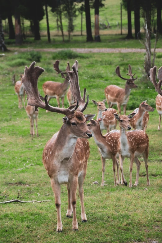 a herd of deer standing on top of a green field