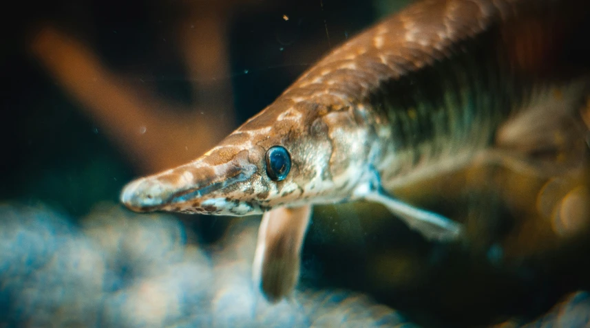 a fish looking straight into the camera with blurry background