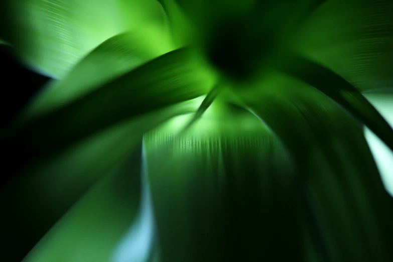 a closeup of a green flower on a dark background