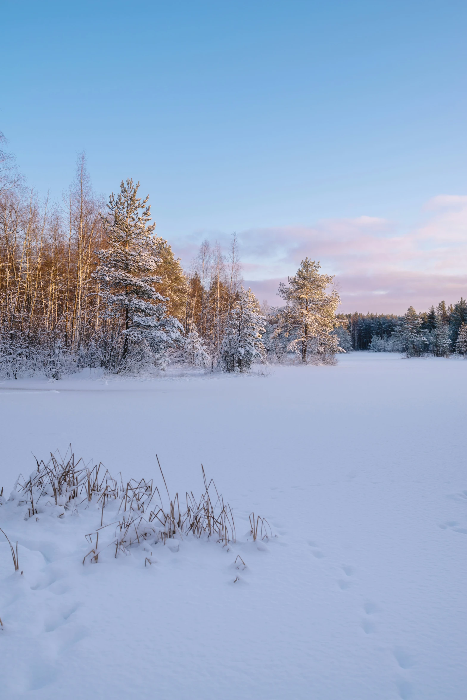 a snowy, wooded area has some brown grass