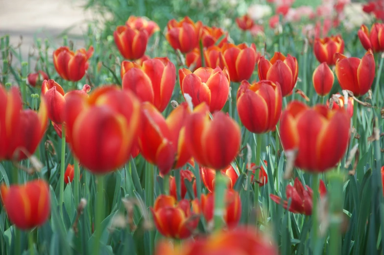 a field full of red and yellow tulips