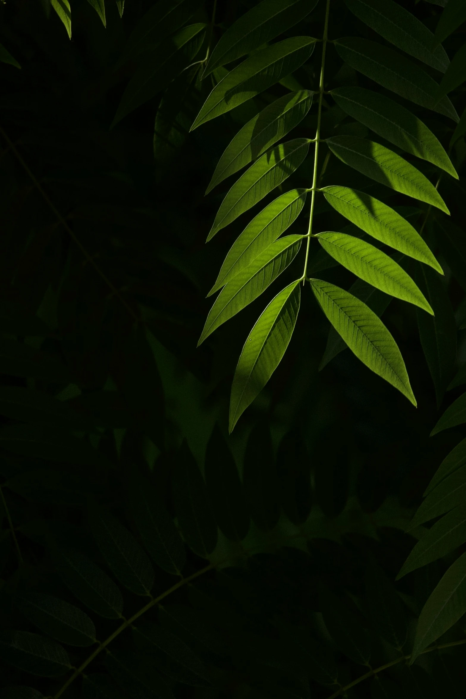 closeup view of bright green leaves with dark background