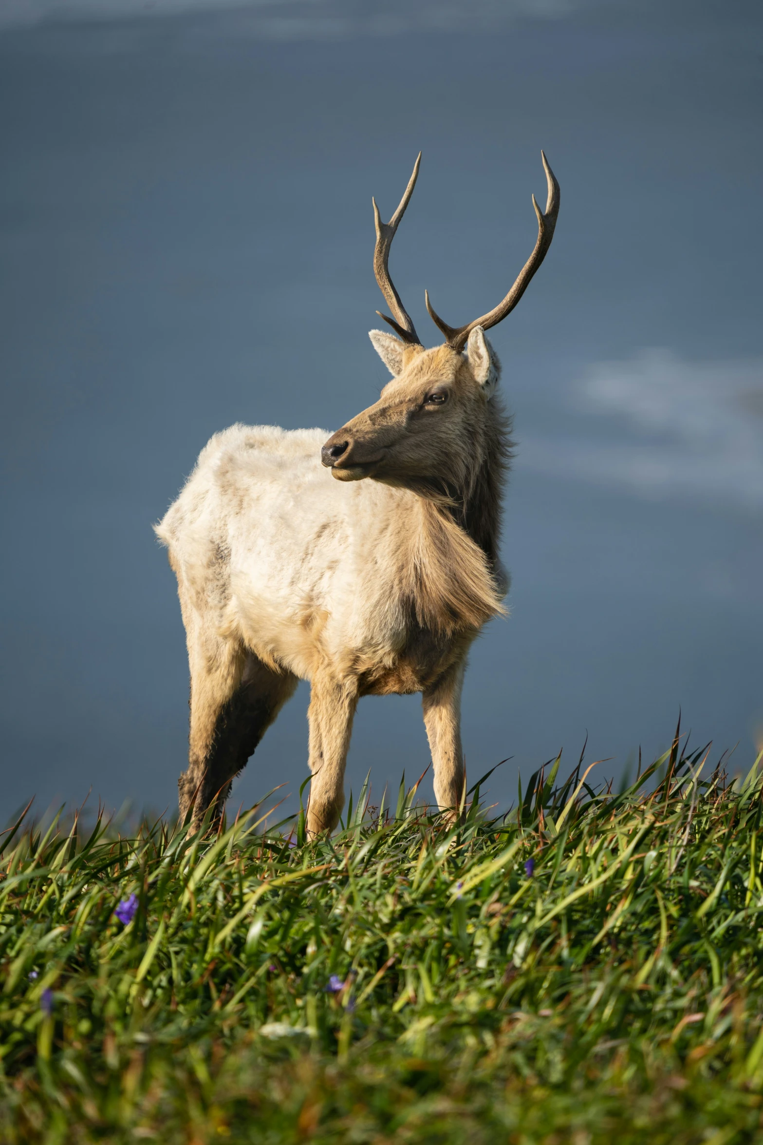 an animal is standing in the grass near some water