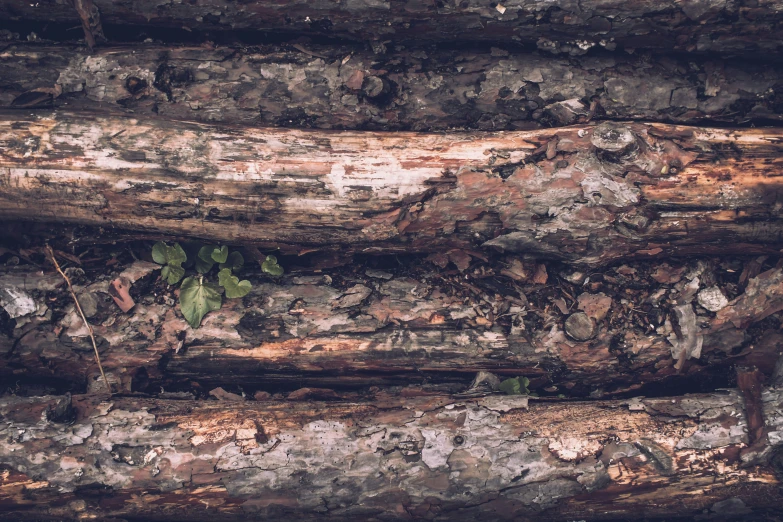 wood is shown as a background with small white circles