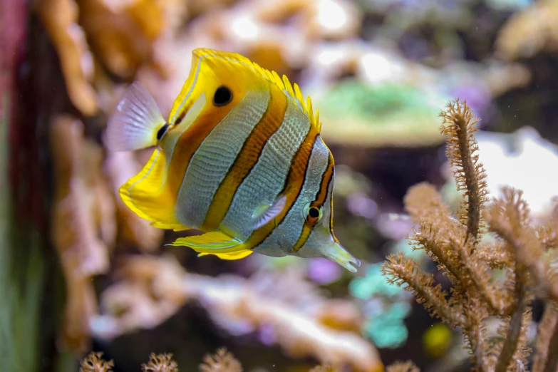 a fish that is swimming near some seaweed