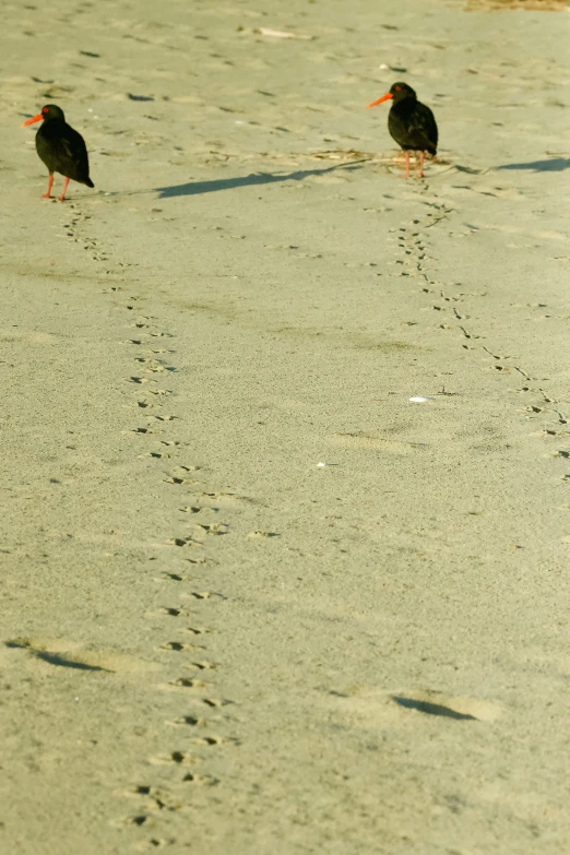 two birds walk along a sandy beach, near the water