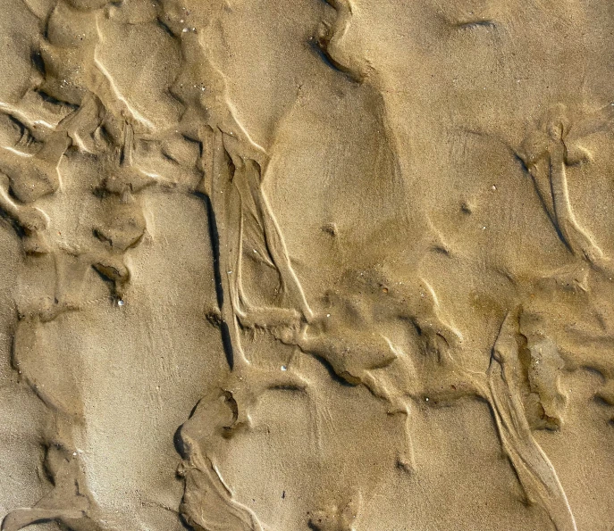 the texture of sand and water with some small trees