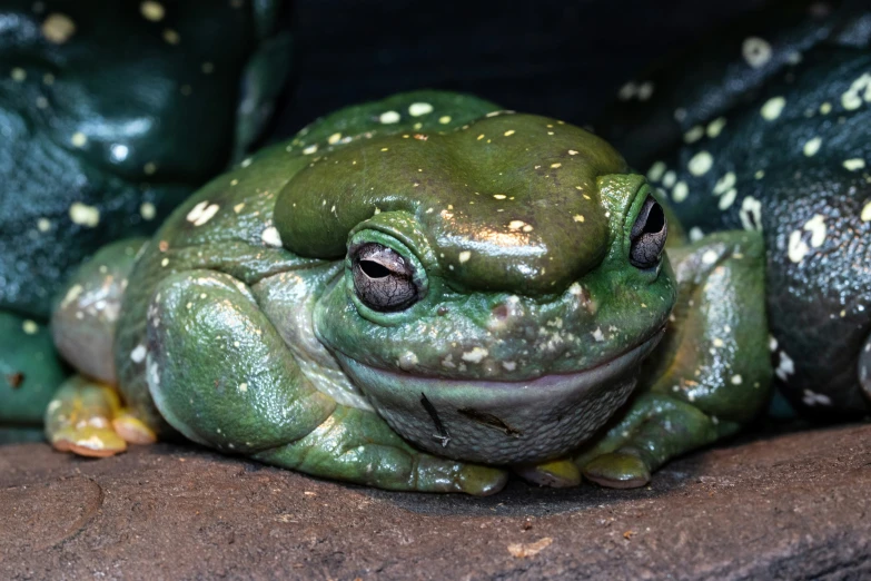 a green and black frog laying on the ground
