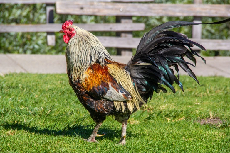 an ornate rooster is standing in the grass