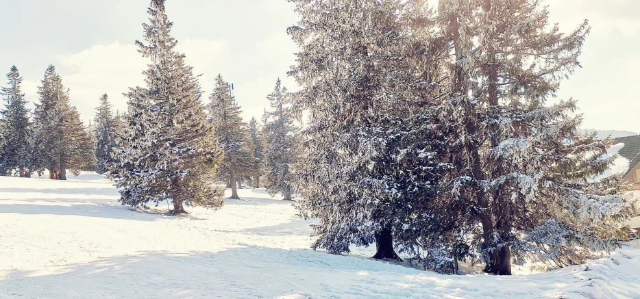 two trees in the snow on a sunny day