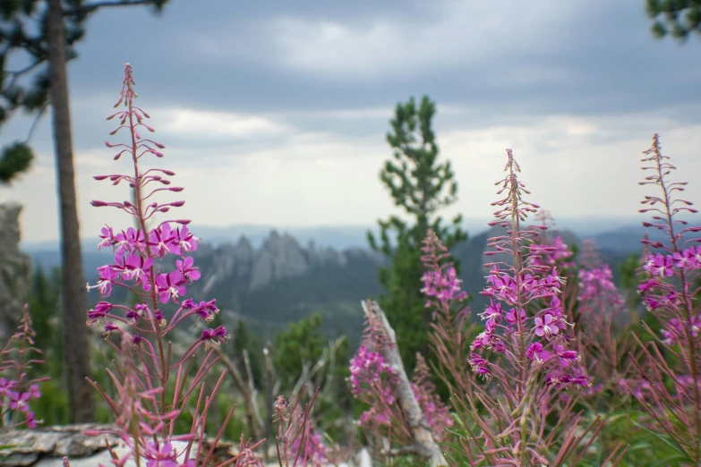 a po of purple flowers from high in the mountains