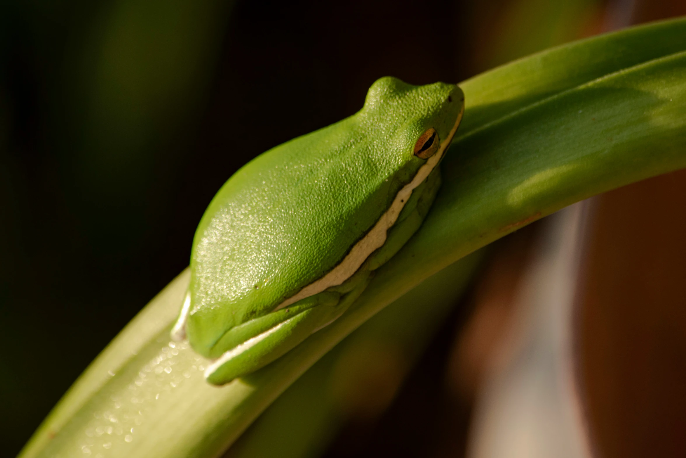 a green frog is hanging on to a green plant