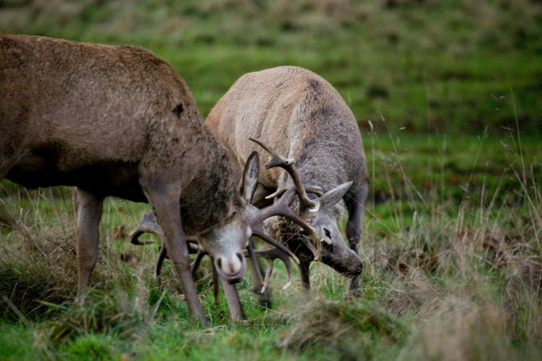 two deer grazing in the grass in a field