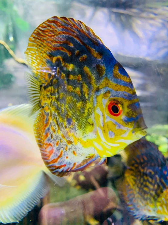 an image of a large colorful fish in a sea