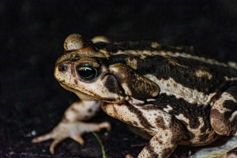 the frog with big eyes is on the ground