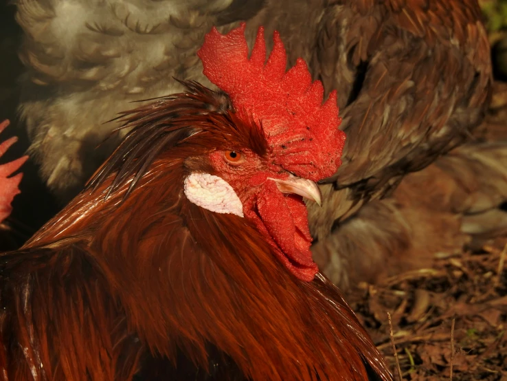 a rooster is standing in the grass