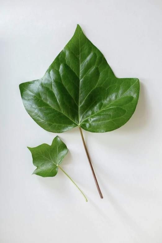 two large leaves on top of a table