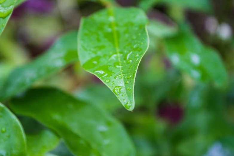 green leaves with water drops on them in the woods