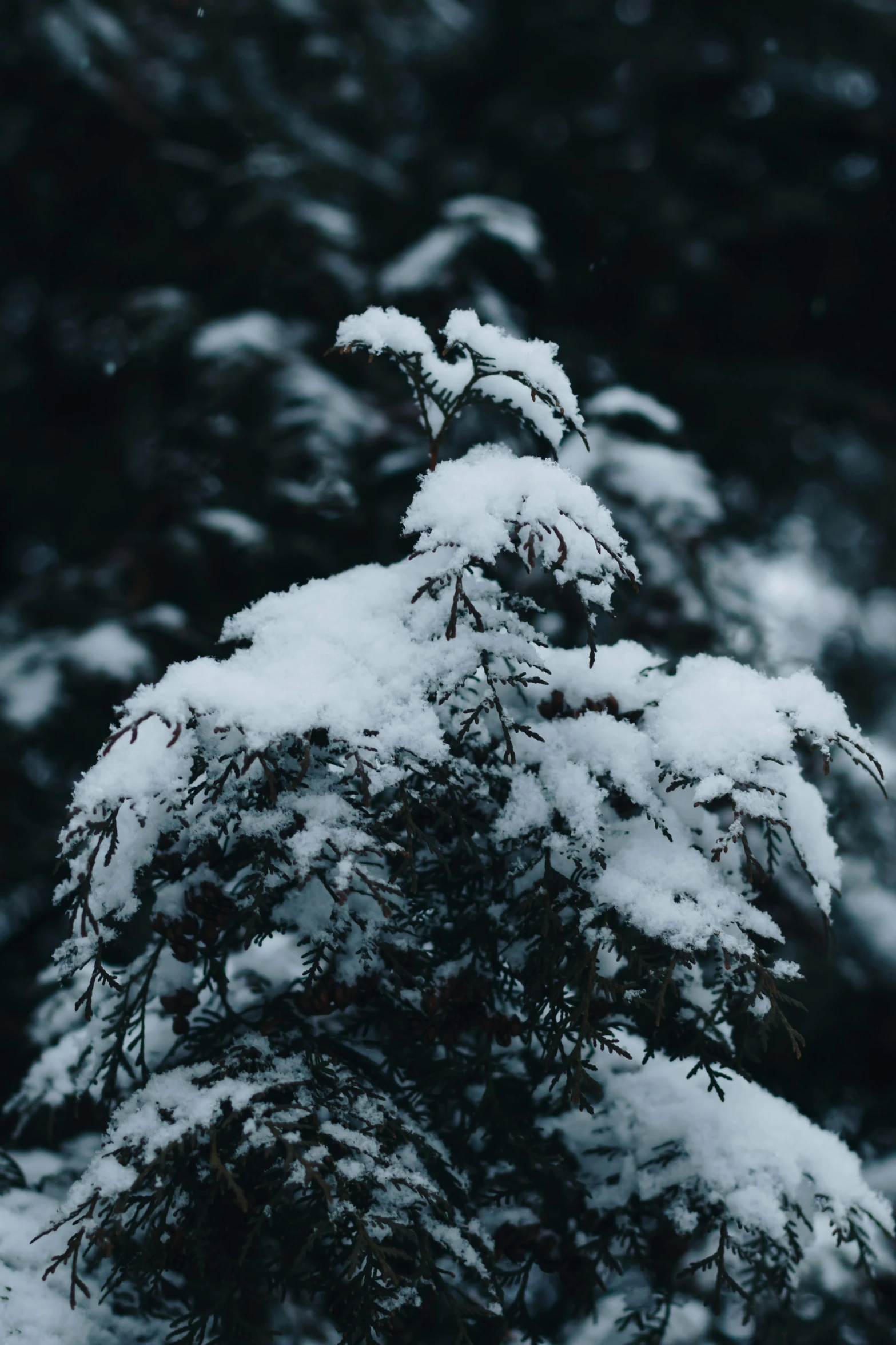 snow covered evergreen needles against a dark background