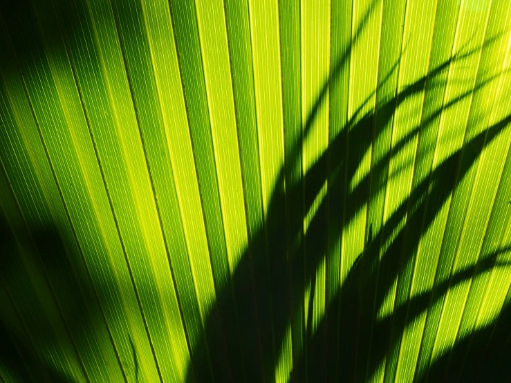 close up of a green leaf with sun casting on it