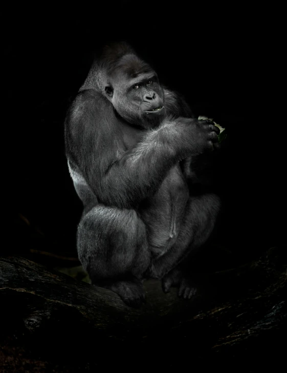 a gorilla sitting on a nch and eating