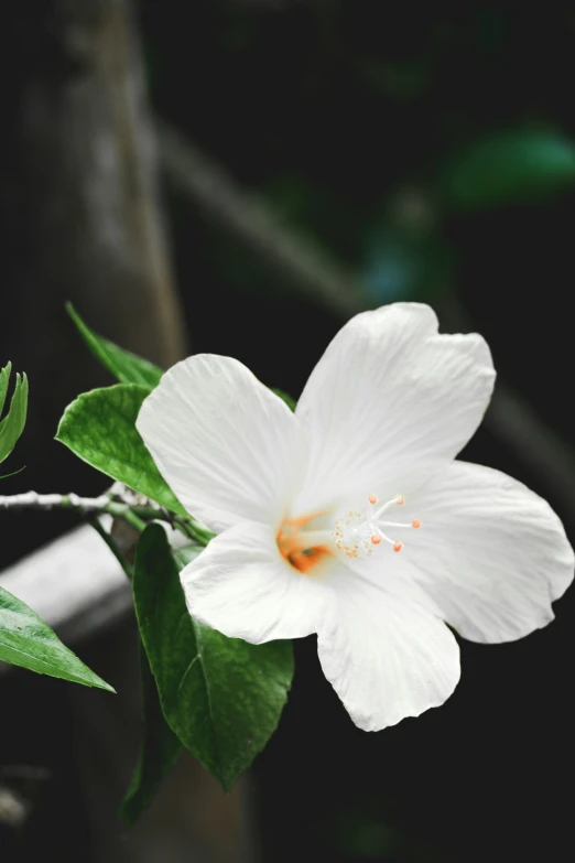 a white flower with a yellow stamen and leaves