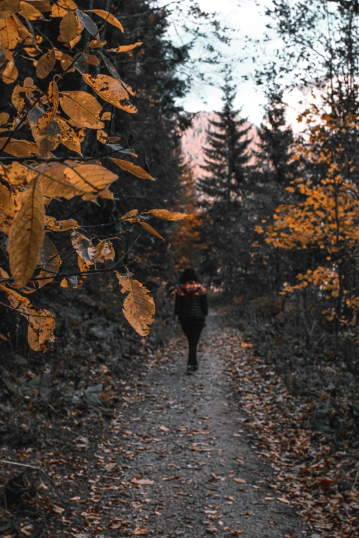 the person walking through a park on a path