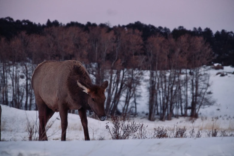 the moose is standing alone in the snow