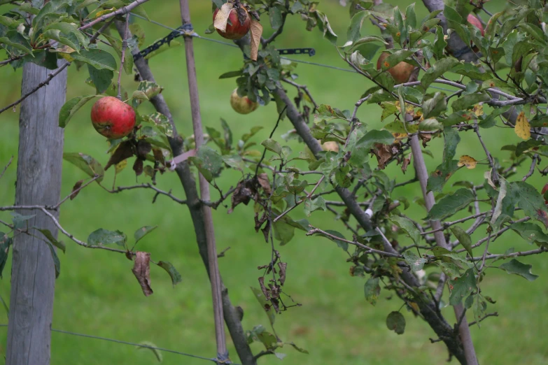 some apples are growing on an apple tree