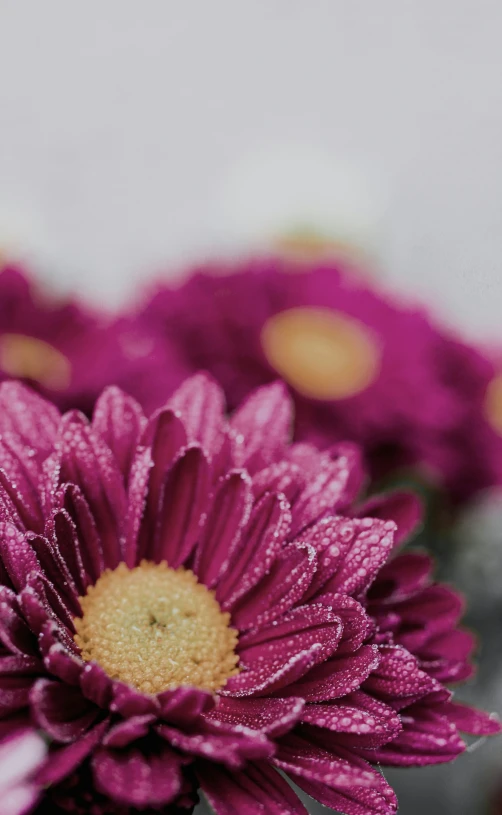 a close up s of the petals of a large, purple flower