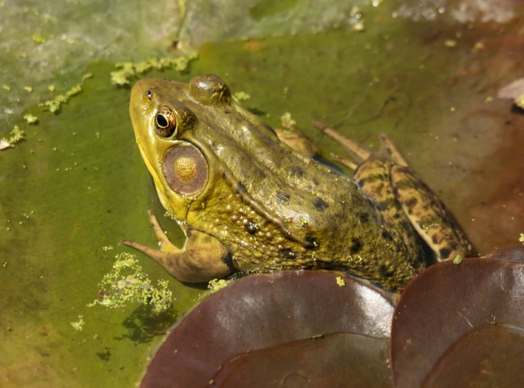 a green frog with a brown spot on its back