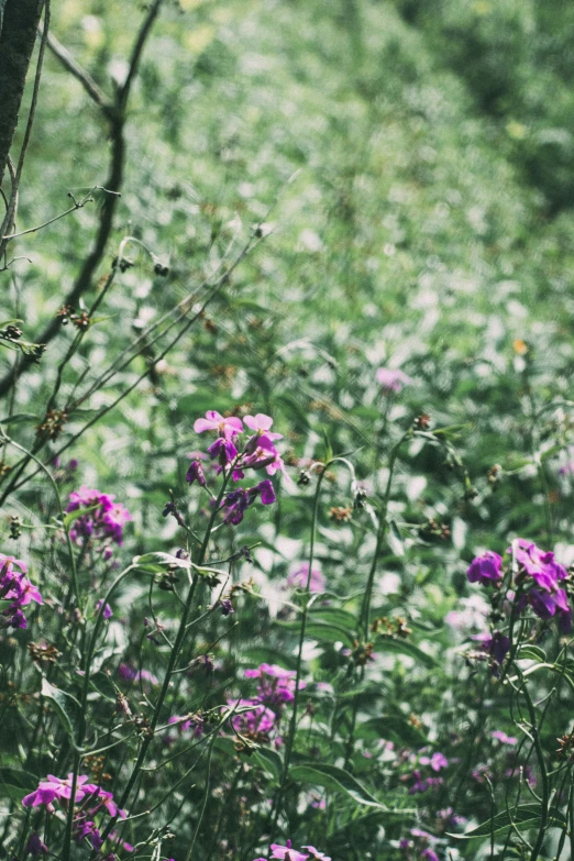 many flowers growing by the trees in the woods