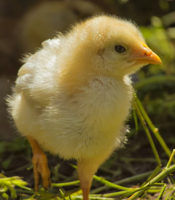 a small chicken standing in the grass